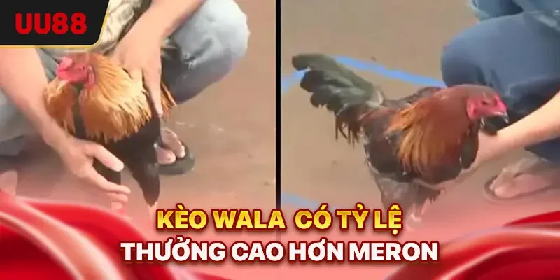 Cách Đọc Kèo Đá Gà Chuẩn Như Cao Thủ Top Trong Năm 2025 2 Kèo Wala có tỷ lệ thưởng cao hơn Meron