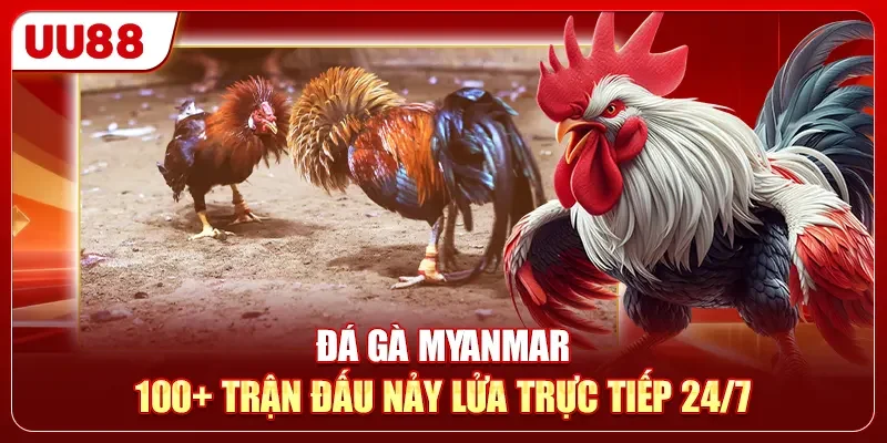 Đá Gà Myanmar - 100+ Trận Đấu Nảy Lửa Trực Tiếp 24/7