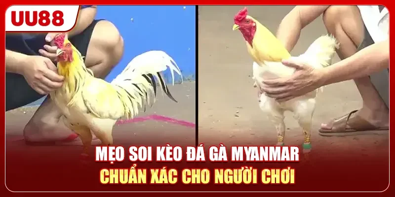 Mẹo soi kèo đá gà Myanmar chuẩn xác cho người chơi
