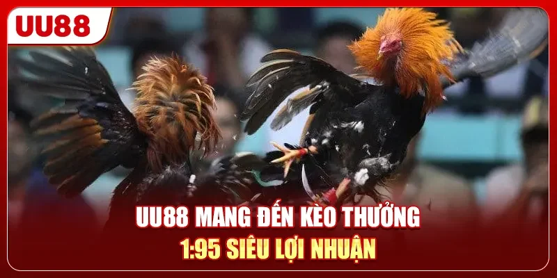 UU88 mang đến kèo thưởng 1:95 siêu lợi nhuận