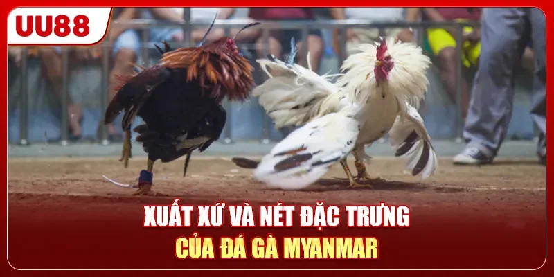 Xuất xứ và nét đặc trưng của đá gà Myanmar